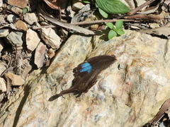 Papilionoidea