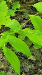 Uvularia grandiflora