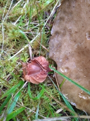 Laccaria bicolor
