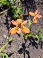 Moraea papilionacea