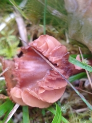 Laccaria bicolor