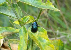 Chrysochus asclepiadeus
