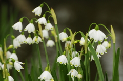 Leucojum aestivum