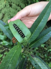 Danaus erippus
