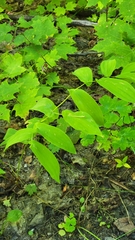 Uvularia grandiflora