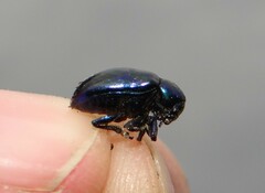 Chrysochus asclepiadeus