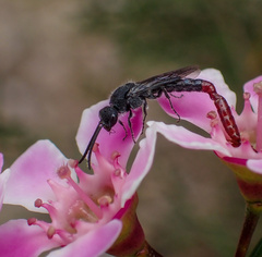 Thynnoidea