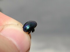 Chrysochus asclepiadeus