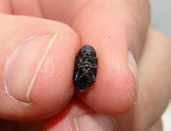 Chrysochus asclepiadeus