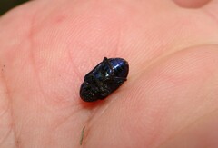 Chrysochus asclepiadeus