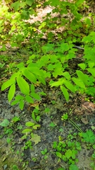 Uvularia grandiflora