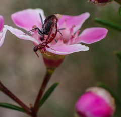 Thynnoidea