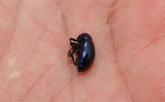 Chrysochus asclepiadeus