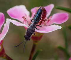 Thynnoidea