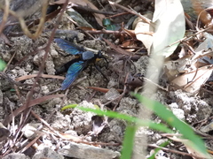 Microstylum oberthurii