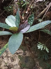 Gesneriaceae