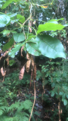 Laburnum anagyroides