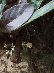 Gesneriaceae
