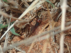 Gnaphosidae