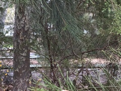 Casuarina glauca