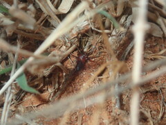 Gnaphosidae