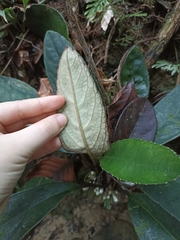 Gesneriaceae