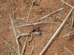 Gnaphosidae