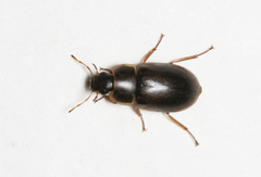 Helochares obscurus