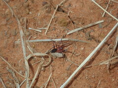 Gnaphosidae