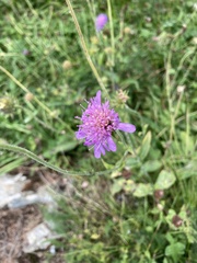 Knautia arvensis