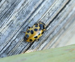 Hippodamia tredecimpunctata