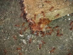 Anoplolepis gracilipes