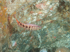 Hypoplectrodes maccullochi