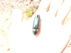 Campsosternus auratus