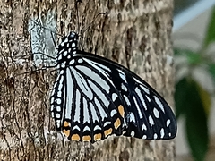 Papilio clytia