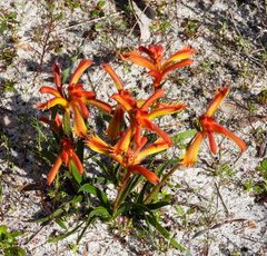 Anigozanthos humilis