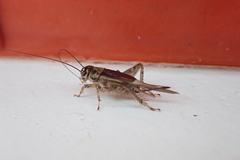 Eumodicogryllus bordigalensis