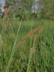 Carex acuta