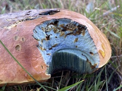 Cyanoboletus pulverulentus