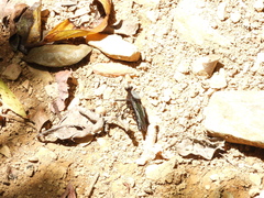 Microstylum oberthurii