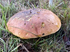 Cyanoboletus pulverulentus