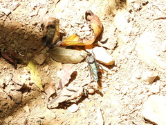 Microstylum oberthurii