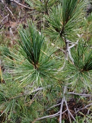 Pinus cembra