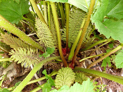 Gunnera manicata