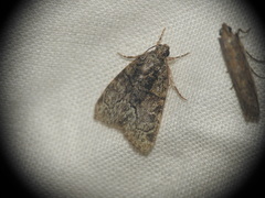 Cryphia pallida