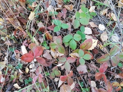 Fragaria
