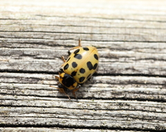 Hippodamia tredecimpunctata