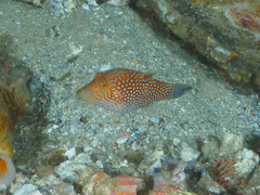Canthigaster janthinoptera