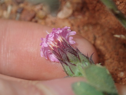 Image of Streptoglossa liatroides by (c) Thomas Mesaglio, some rights reserved (CC BY)