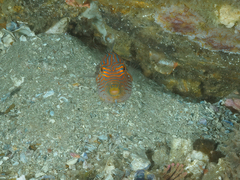 Canthigaster janthinoptera